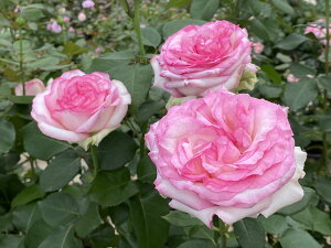 クシェル(大苗予約)7号鉢植え 四季咲き大輪系(ハイブリッドティーローズ) バラ苗 《農林水産省 登録品種》