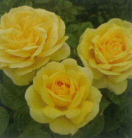 ミケランジェロ（大苗予約）7号鉢植え　　四季咲き大輪系（ハイブリッドティーローズ）　黄色　バラ苗