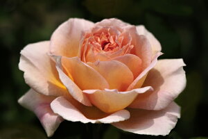 }E[ic\j7A lG炫֌ninCubheB[[Yj oc