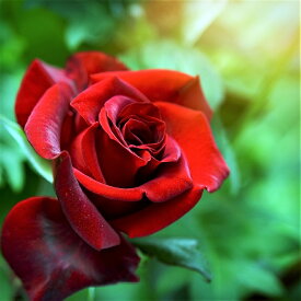 楽天市場 トゲ なし 薔薇の通販 楽天市場 トゲ なし 薔薇の通販