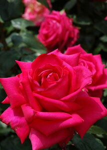 マリア・カラス(大苗予約)7号鉢植え 四季咲き大輪系(ハイブリッドティーローズ) バラ苗