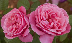 ACuic\j7A lG炫֌ninCubheB[[Yj oc s_ѐY o^it