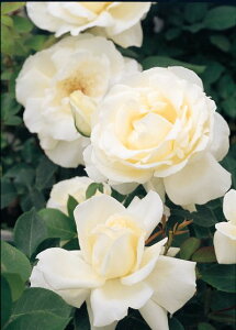 ic\j7A lG炫֌ninCubheB[[Yj oc