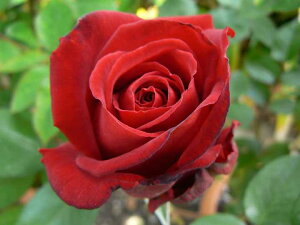 CObhEo[O}ic\j7A lG炫֌ninCubheB[[Yj oc o̓a