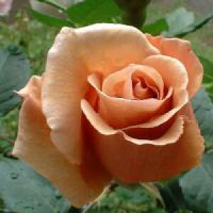 ジュリア(新苗)7号鉢植え 四季咲き大輪系(ハイブリッドティーローズ) バラ苗