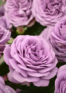 JC_Eu[ic\j7A lG炫֌ninCubheB[[Yj oc s_ѐY o^it