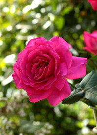 楽天市場 マリーアントワネット バラ苗の通販