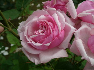 ラ・フランス(大苗)7号鉢植え 四季咲き大輪系(ハイブリッドティーローズ) バラ苗