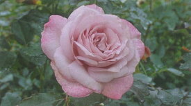 ライラック・ビューティー（大苗）7号鉢植え 四季咲き大輪系（ハイブリッドティーローズ） バラ苗 《農林水産省 登録品種》