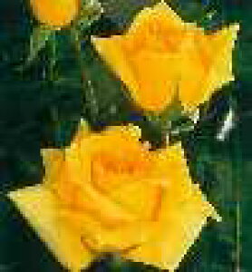 マルコ・ポーロ(大苗予約)7号鉢植え 四季咲き大輪系(ハイブリッドティーローズ) バラ苗