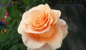 }E[iVcj7A@@lG炫֌ninCubheB[[Yj@oc