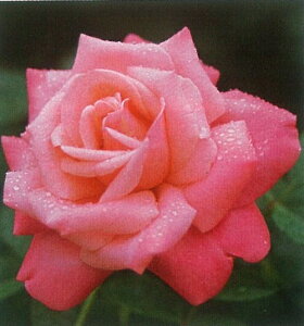 Xet@j[EhDEiRic\j7A lG炫֌ninCubheB[[Yj oc