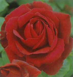 オクラホマ(大苗予約)7号鉢植え 四季咲き大輪系(ハイブリッドティーローズ) バラ苗