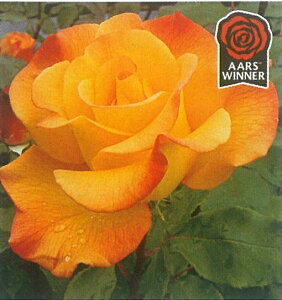 リオ・サンバ(大苗予約)7号鉢植え 四季咲き大輪系(ハイブリッドティーローズ) バラ苗