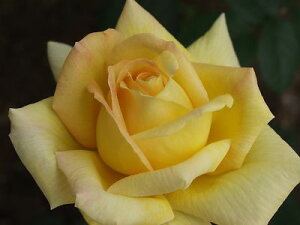 天津乙女(大苗予約)7号鉢植え 四季咲き大輪系(ハイブリッドティーローズ) バラ苗