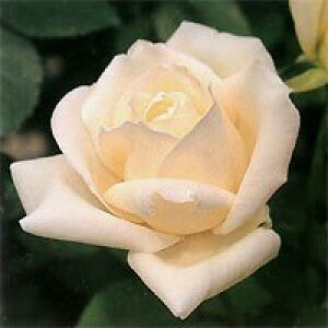 �z���C�g�E�N���X�}�X�i��c�\��j7�����A�� �l�G�炫��֌n�i�n�C�u���b�h�e�B�[���[�Y�j �o���c