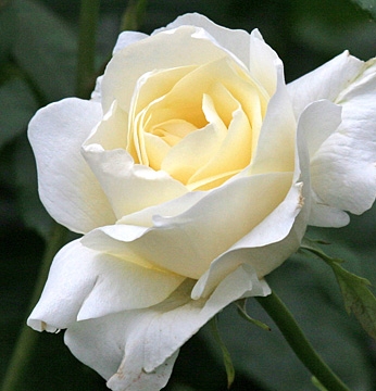 最安値級価格 バラ苗 ハイブリッドティーローズ ホワイト クイーン エリザベス 7号鉢植え ついに再販開始 四季咲き大輪 大苗予約 ハイブリットティーローズ