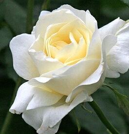 ホワイト・クイーン・エリザベス（大苗予約）7号鉢植え　　ハイブリットティーローズ（四季咲き大輪）　バラ苗