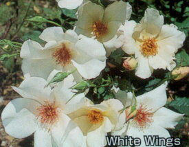 ホワイト・ウイングス（大苗）7号鉢植え　　四季咲き大輪系（ハイブリッドティーローズ）　一重　バラ苗
