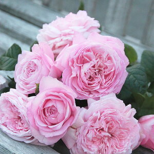 モガ(大苗予約)7号鉢植え 四季咲き大輪系 F&Gローズ ネオ・モダンシリーズ バラ苗 《契約品種》