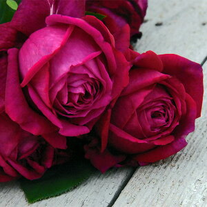 レッド・ダイヤモンド(大苗予約)7号鉢植え バラ苗 《契約品種》 四季咲き大輪系(ハイブリッドティーローズ) ジャパニーズスタイル Japanese Style