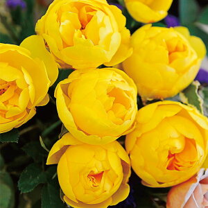 ル・ミエール(大苗予約)7号鉢植え(旧名:ラムのつぶやき) バラ苗 《契約品種》 四季咲き 中輪(シュラブ) ジャパニーズスタイル Japanese Style