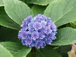 K[fnChWA iAWTCj YOUME&PrincessV[Y hgDMU[h ϊt 6