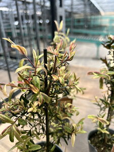 vgXy} h{eO[h Ύ 6@s_ѐY oit