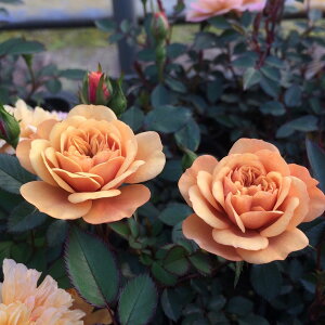 ミニバラ ’モカ’ 5号鉢植え 四季咲き バラ苗(接木苗)