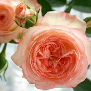 ~jo@fu[Af@7A@lG炫@ociږؕcj