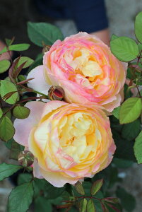 IWEtFCXic\j7A lG炫 T[Y oc s_it