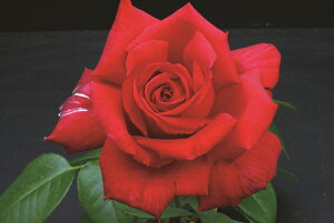 FFbgEtOXic\j7A lG炫  nCubheB[ oc s_it tC[YE[[Y