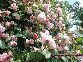 アルベルティーヌ（大苗予約）7号鉢植え　つるバラ　　オールドローズ（アンティークローズ）　バラ苗