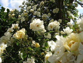 シティー・オブ・ヨーク（新苗）7号鉢植え　つるバラ　　オールドローズ（アンティークローズ）　バラ苗