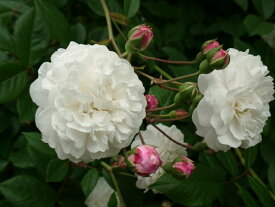 フェリシテ・エ・ペルペチュ（大苗予約）7号鉢植え　つるバラ　　オールドローズ（アンティークローズ）　バラ苗
