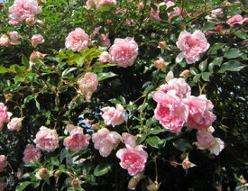 フランソワ・ジュランビル（大苗予約）7号鉢植え　つるバラ　　オールドローズ（アンティークローズ）　ランブラーローズ　バラ苗