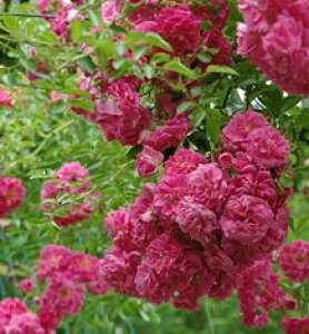 hV[Ep[LXic\j 7A o I[h[YiAeB[N[Yj oc