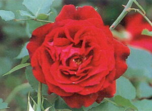 tVXEfuCic\j7A I[h[YiAeB[N[Yj eB[[Y  oc