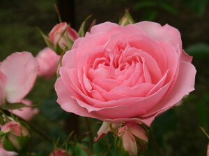 ルイーズ・オディ(大苗予約)7号鉢植え オールドローズ(アンティークローズ) バラ苗