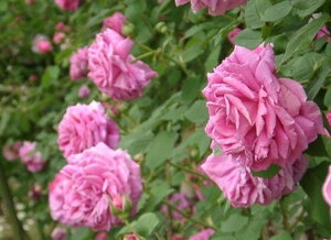 マダム・イサーク・ペレーレ(大苗)7号鉢植え オールドローズ(アンティークローズ) バラ苗