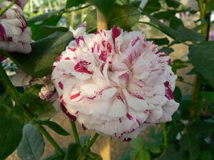 oGK[^EfBE{[jic\j7A I[h[YiAeB[N[Yj oc