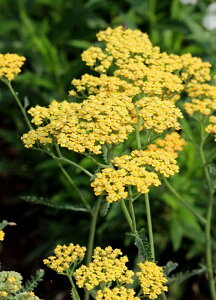 �A�L���A�E�C�G���[ �h���� 10.5cm�|�b�g