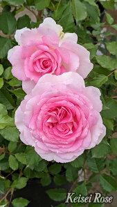 アダージョ(大苗予約)7号鉢植え バラ苗 《農林水産省 品種登録出願済》 四季咲き大輪系(ハイブリッドティーローズ) コルデス