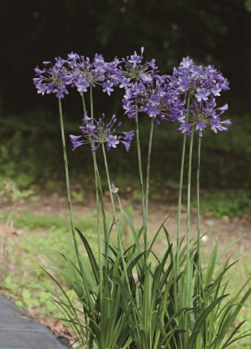 楽天市場 アガパンサス ブリッツプレステージ 宿根草 11cm角ポット 大神ファーム