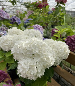 K[fnChWA iAWTCj YOUME&PrincessV[Y hvZXEAh ϊt 6