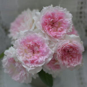 AW[ic\j7A ͖{o lG炫 oc s_ѐY o^it