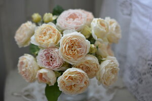 アンヌ(大苗予約)7号鉢植え 四季咲き 河本バラ園 Kawamoto Brand Roses バラ苗 《種苗登録出願中》