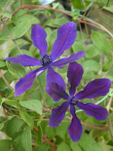 N}`X fAtfB[eEGKt~if h nFCeOtHAn V}炫 12cm|bg