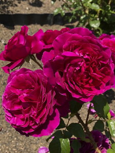 彩(あや)(大苗予約)7号鉢植え 四季咲き中輪房咲き系(フロリバンダローズ)スプレー咲き 河本バラ園 Kawamoto Brand Roses バラ苗 《種苗登録出願中》