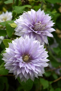 N}`X fxEIuEEH[LOf h nFpeXdn 12cm|bg